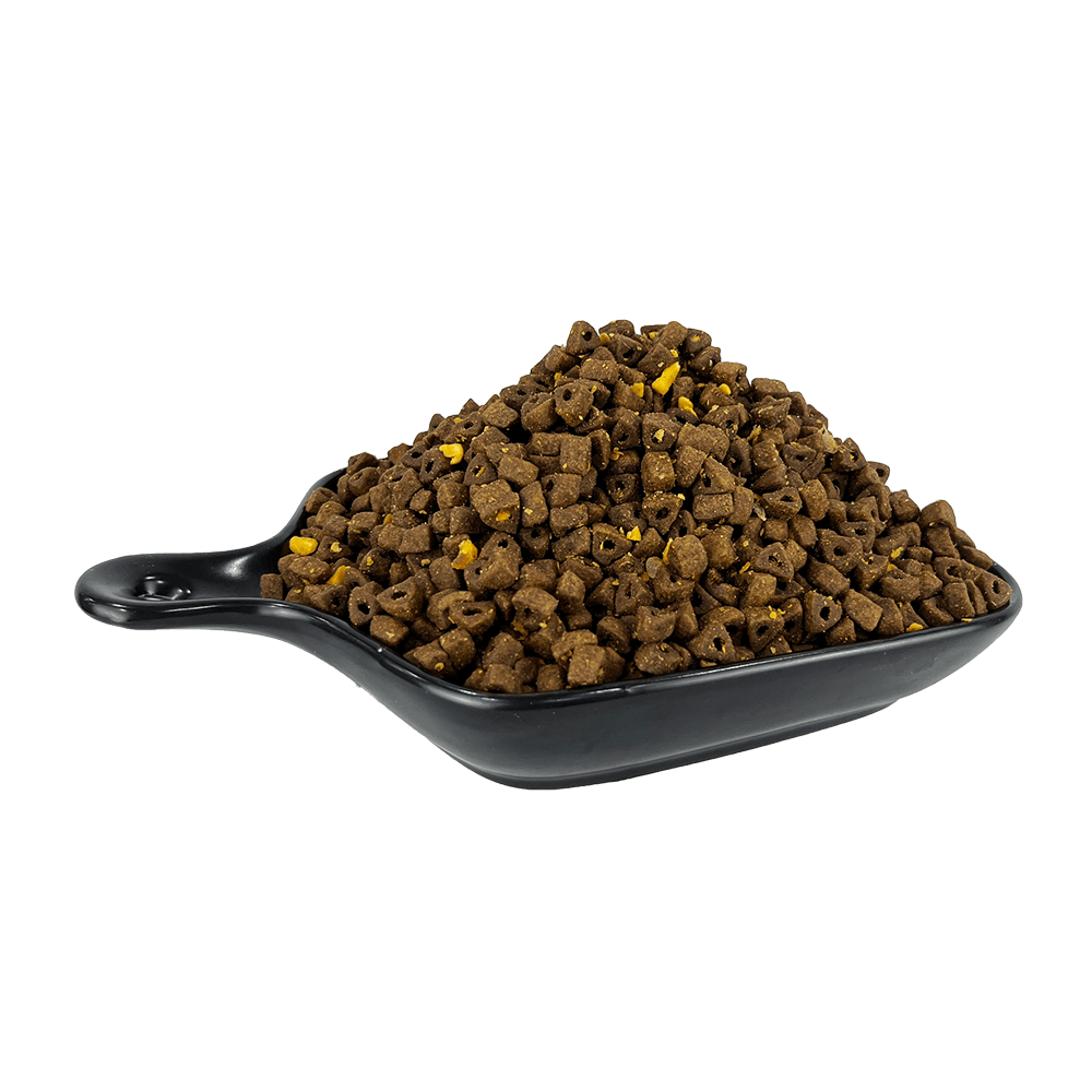 rich-choice-holistic-persian-longhair-rich-choice-holistic